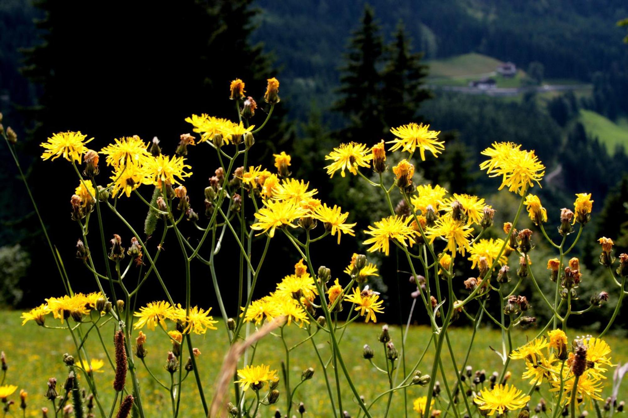 Hanserhof Zell am Ziller Exterior foto